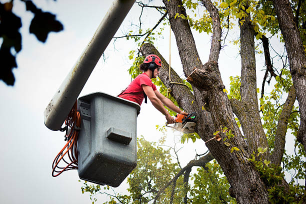 How Our Tree Care Process Works  in  Clermont, GA